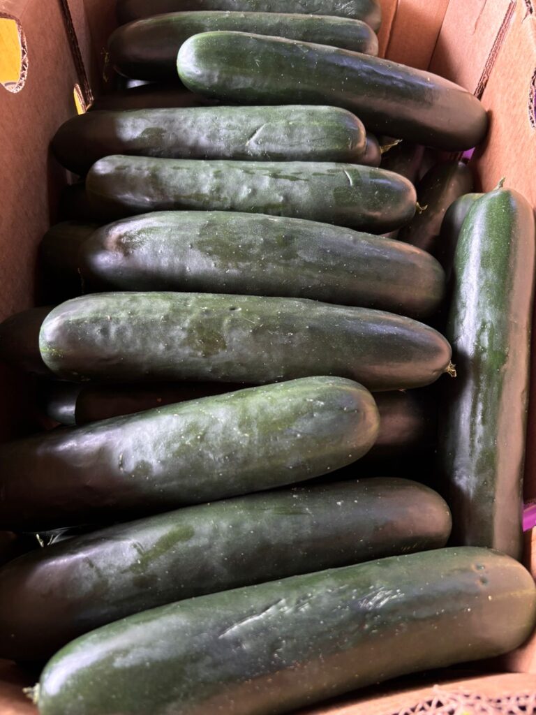 Pepino
